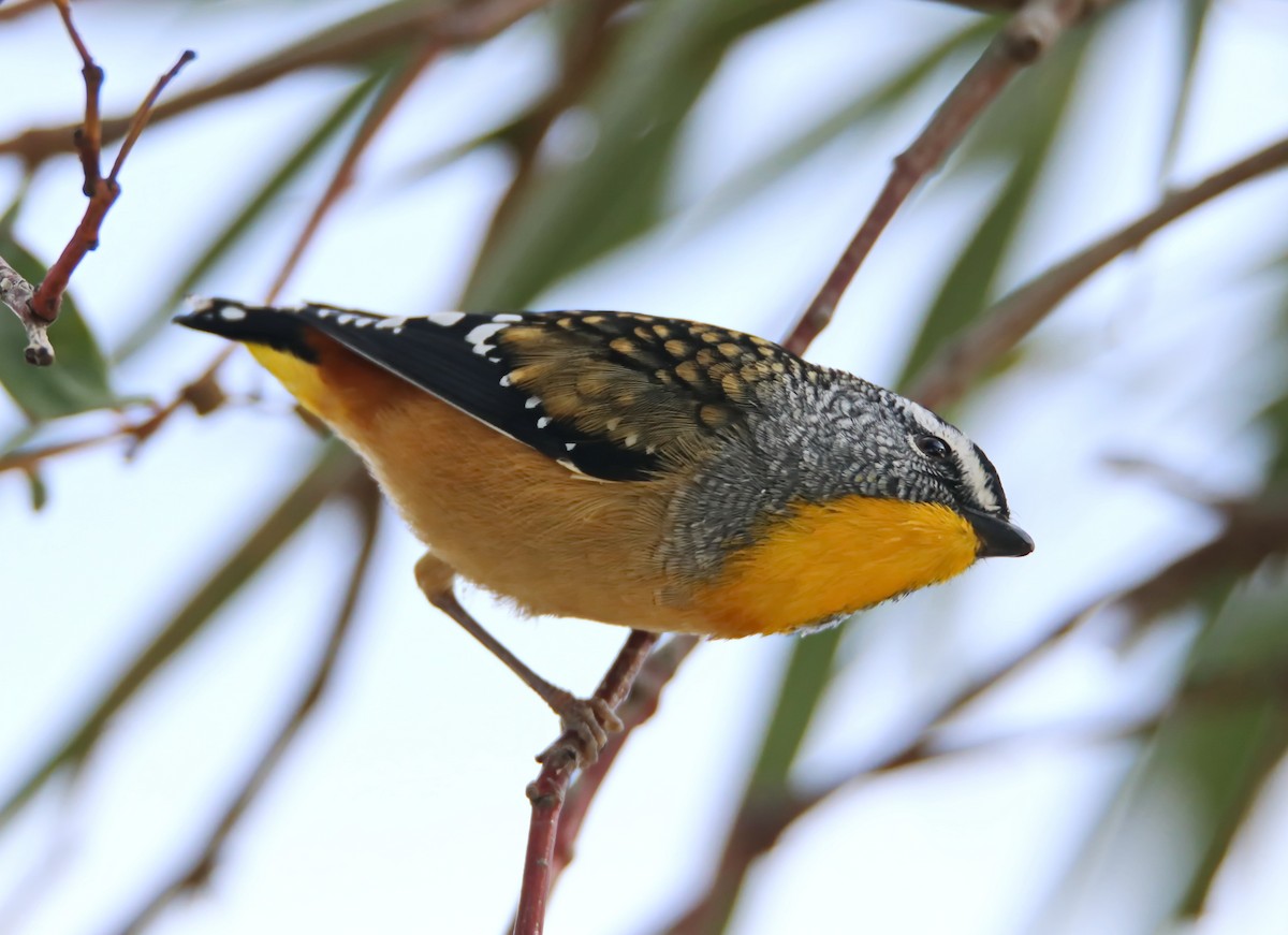 Spotted Pardalote (Spotted) - mark broomhall