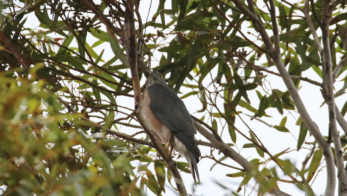 Collared Sparrowhawk - mark broomhall