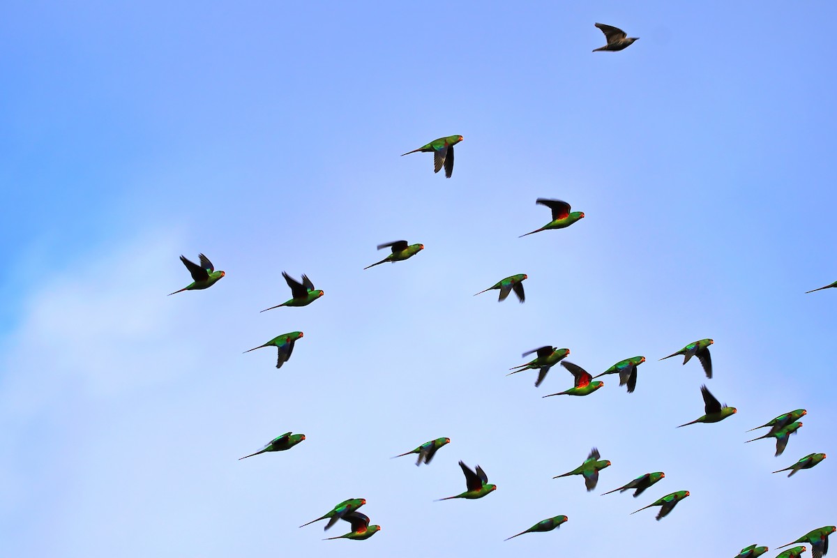 Swift Parrot - mark broomhall