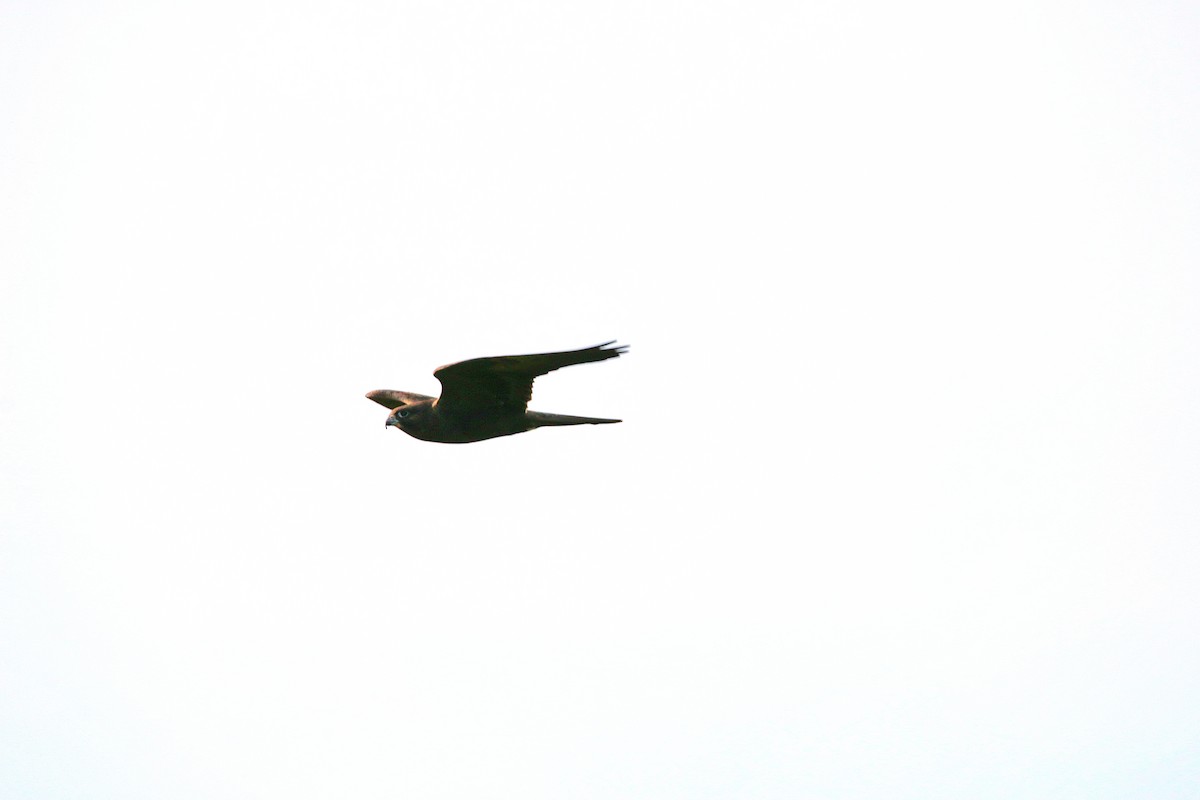 Black Falcon - mark broomhall