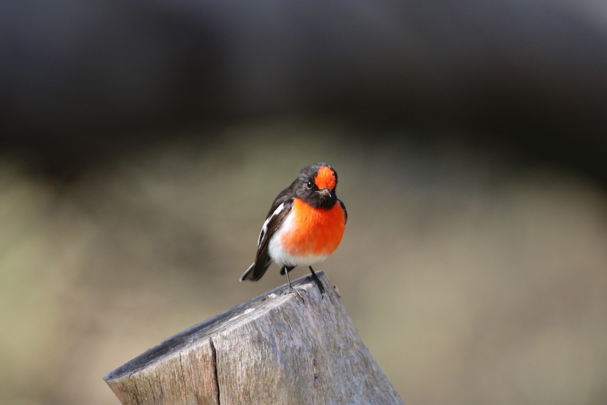 Red-capped Robin - mark broomhall