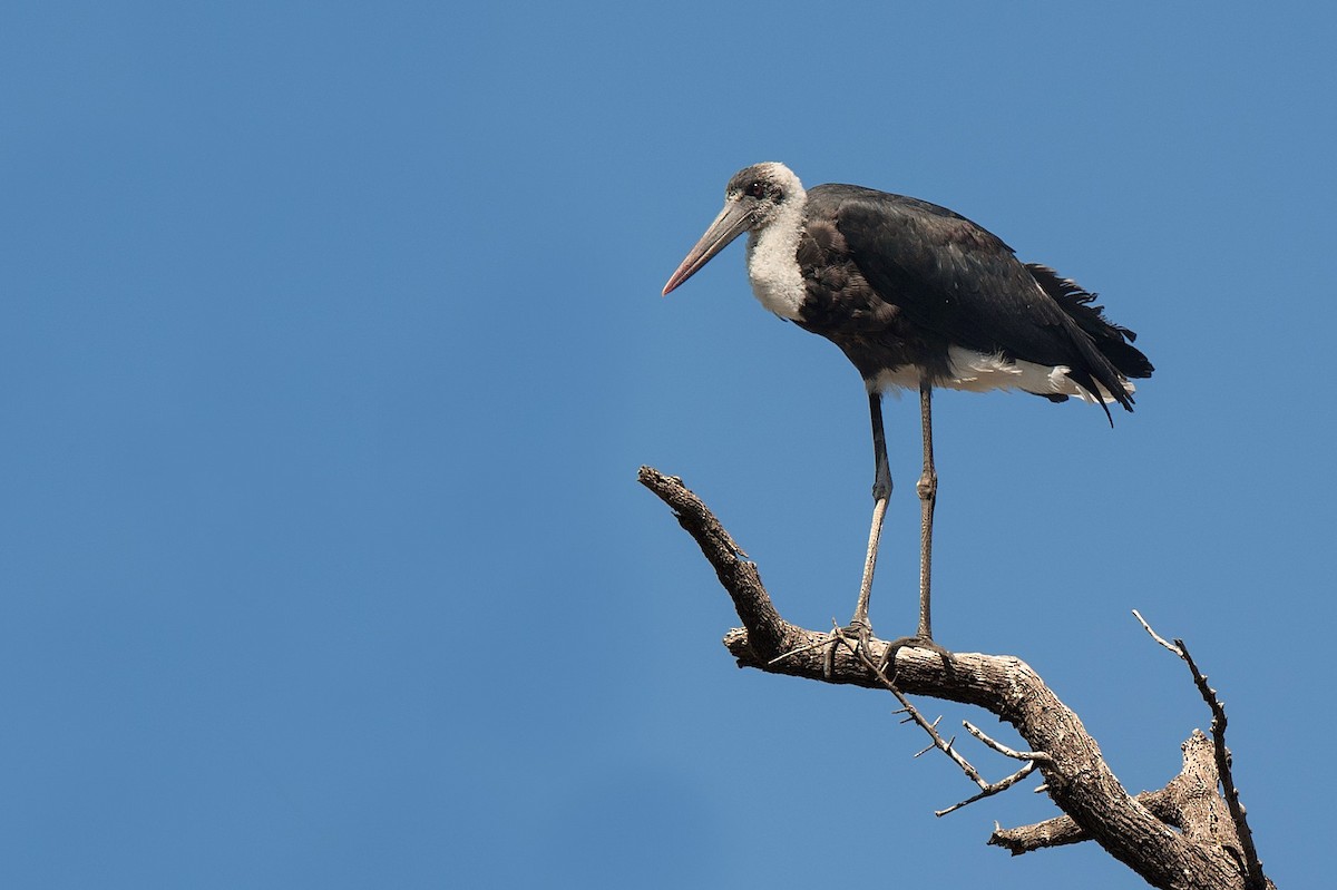 African Woolly-necked Stork - ML204125251