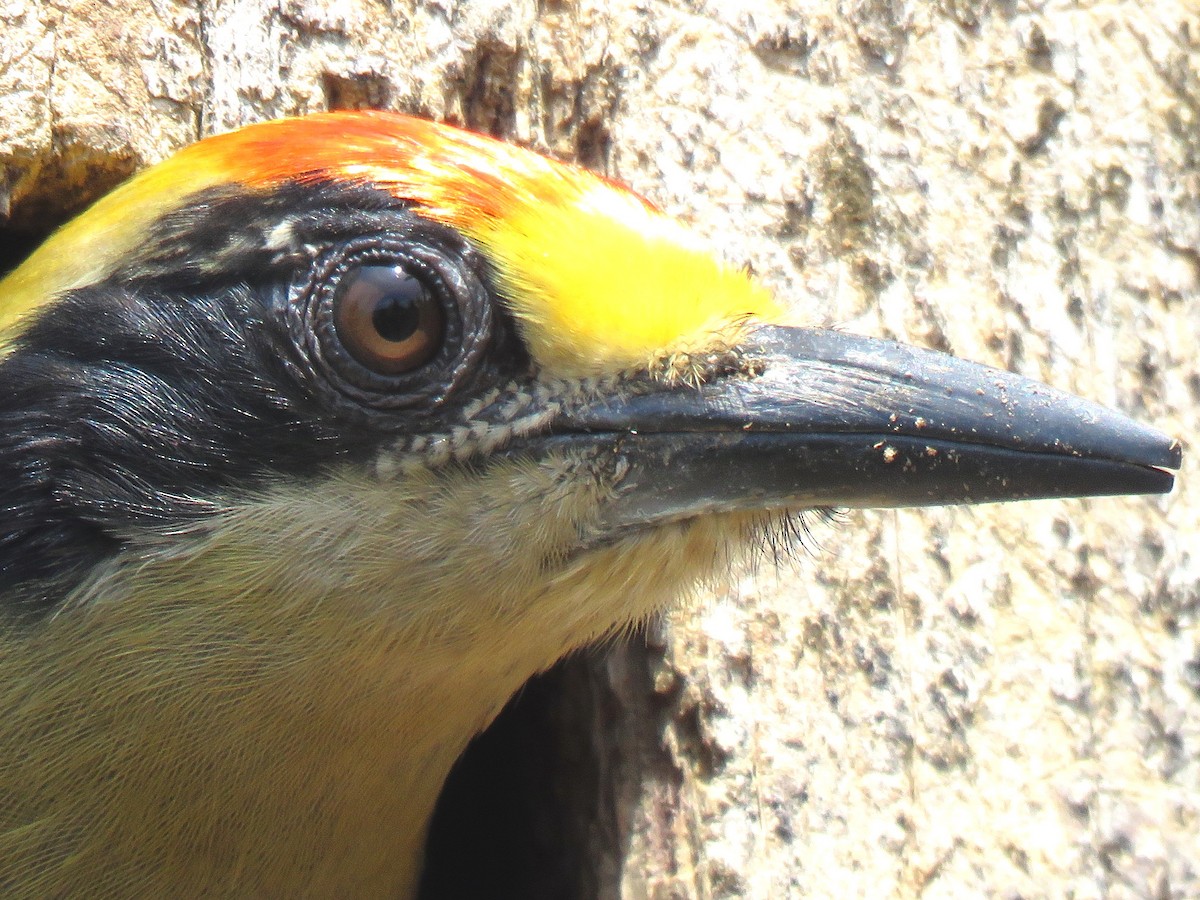 Golden-naped Woodpecker - Thore Noernberg
