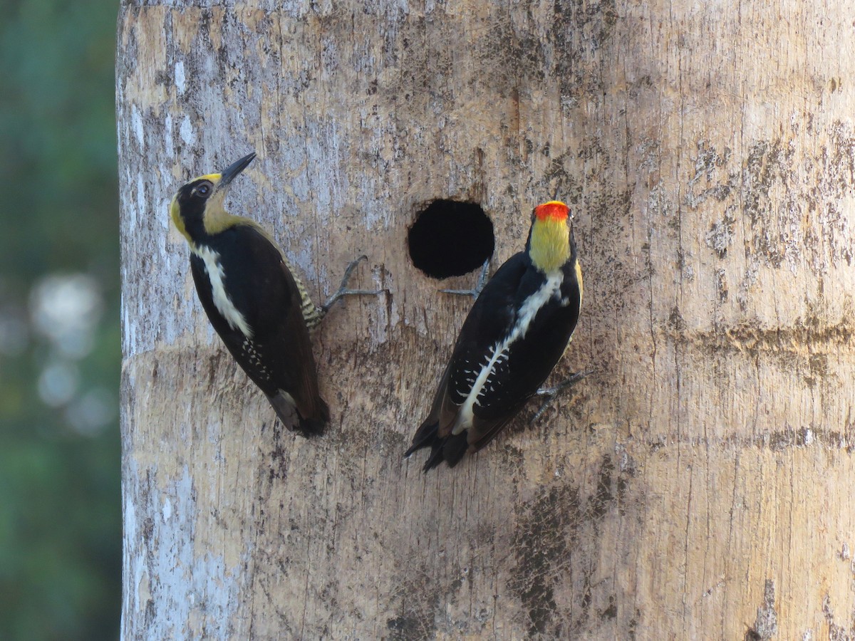 Golden-naped Woodpecker - ML204125391