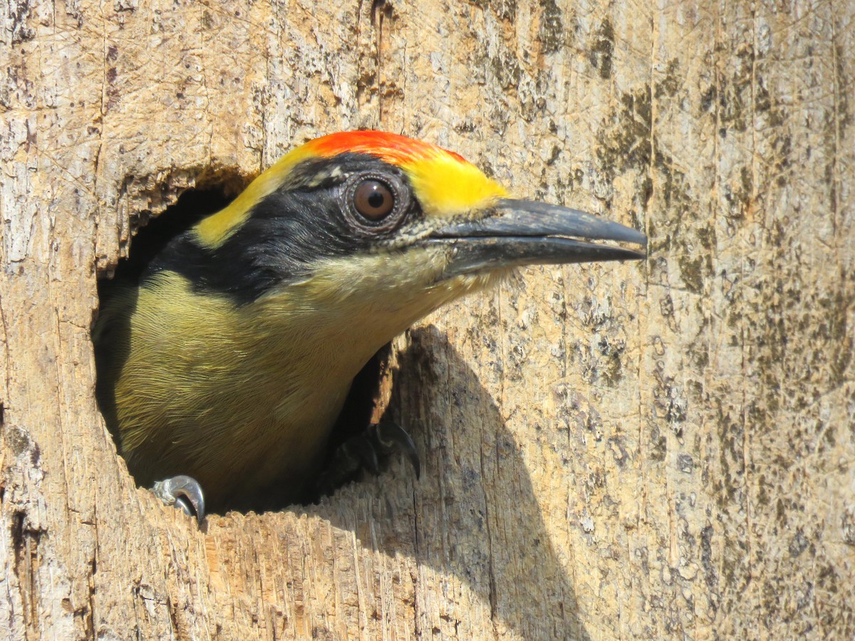 Golden-naped Woodpecker - ML204125401