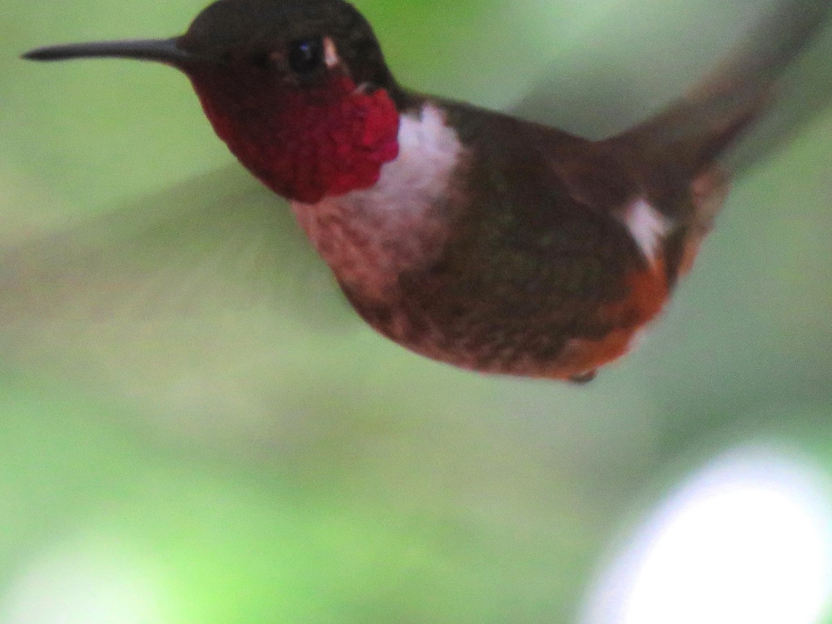 Scintillant Hummingbird - ML204125711