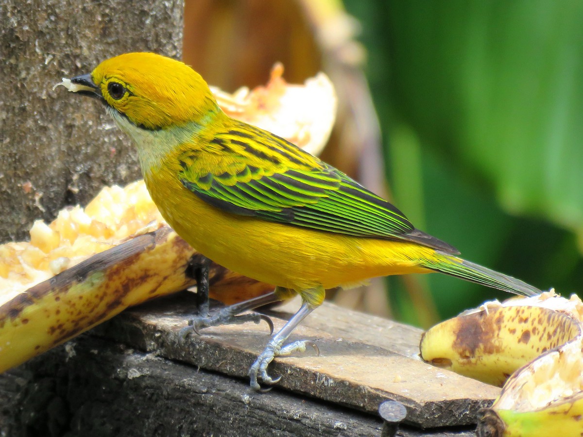 Silver-throated Tanager - Thore Noernberg