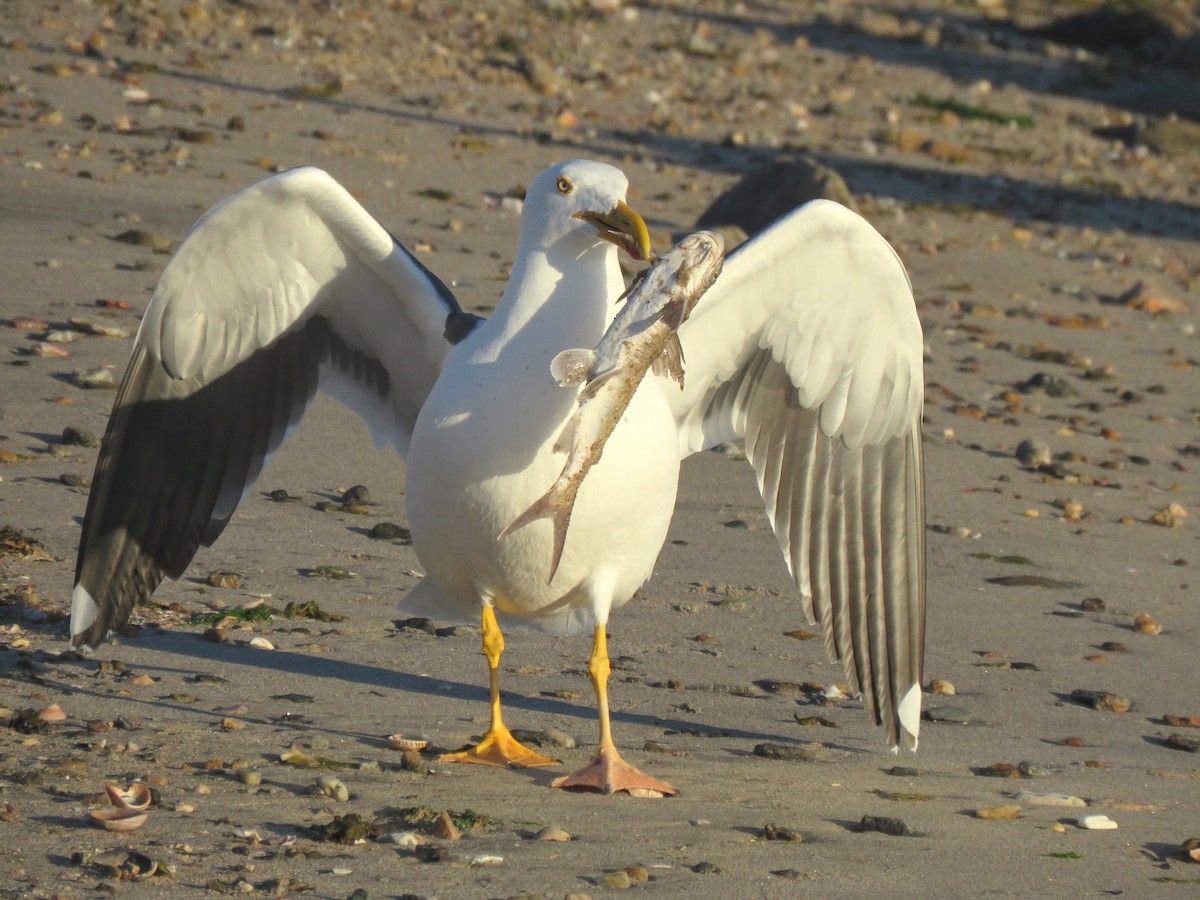 Yellow-footed Gull - Thore Noernberg