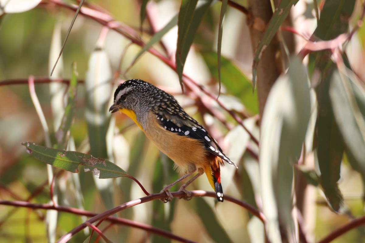 Spotted Pardalote - mark broomhall