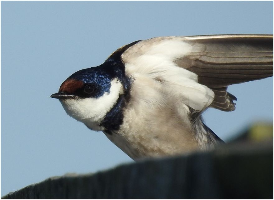 White-throated Swallow - Christophe Balleron