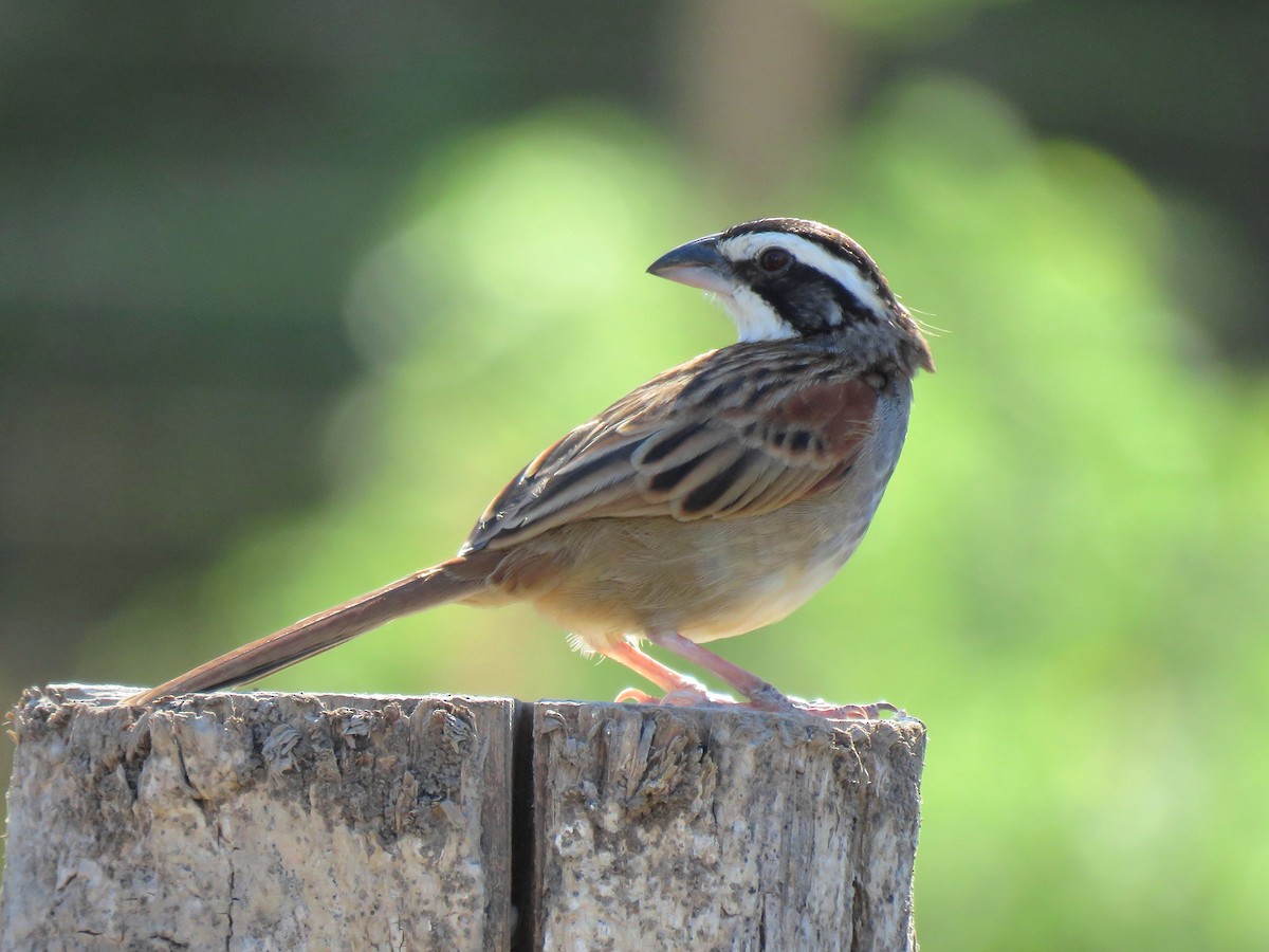 Stripe-headed Sparrow - Thore Noernberg