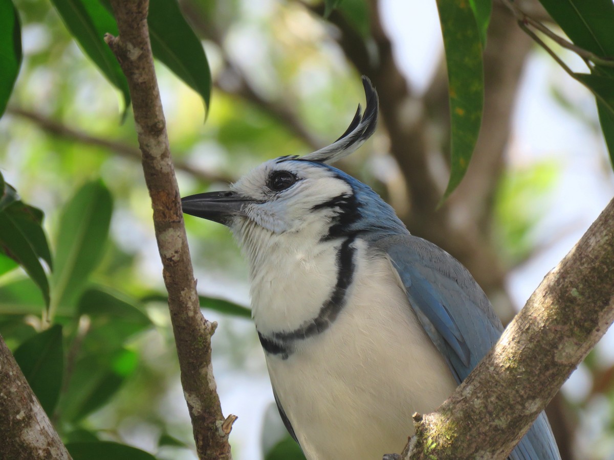 White-throated Magpie-Jay - ML204127711