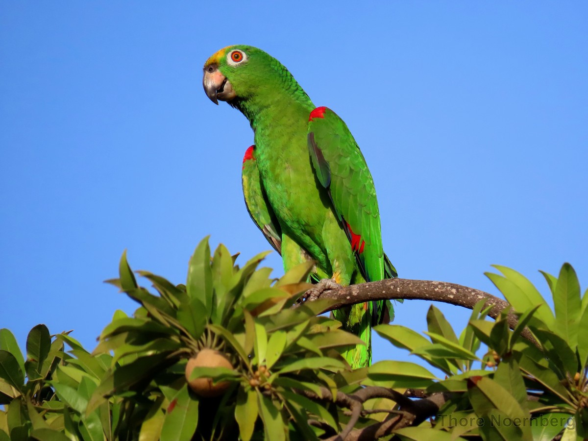 Yellow-crowned Parrot - ML204128351