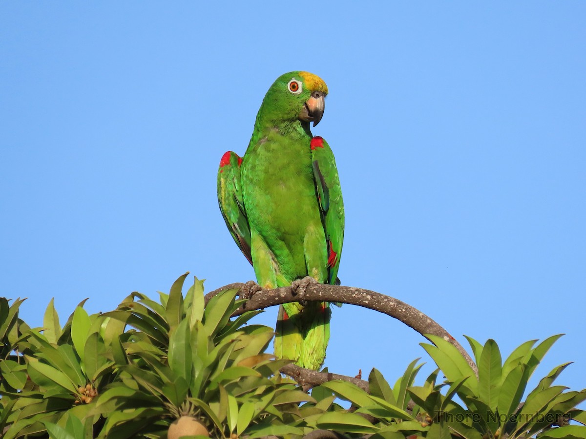 Yellow-crowned Parrot - ML204128361