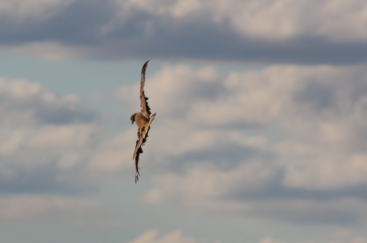 Square-tailed Kite - mark broomhall