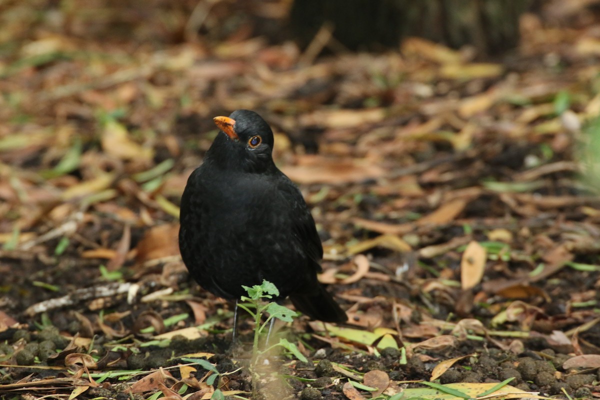 Eurasian Blackbird - mark broomhall