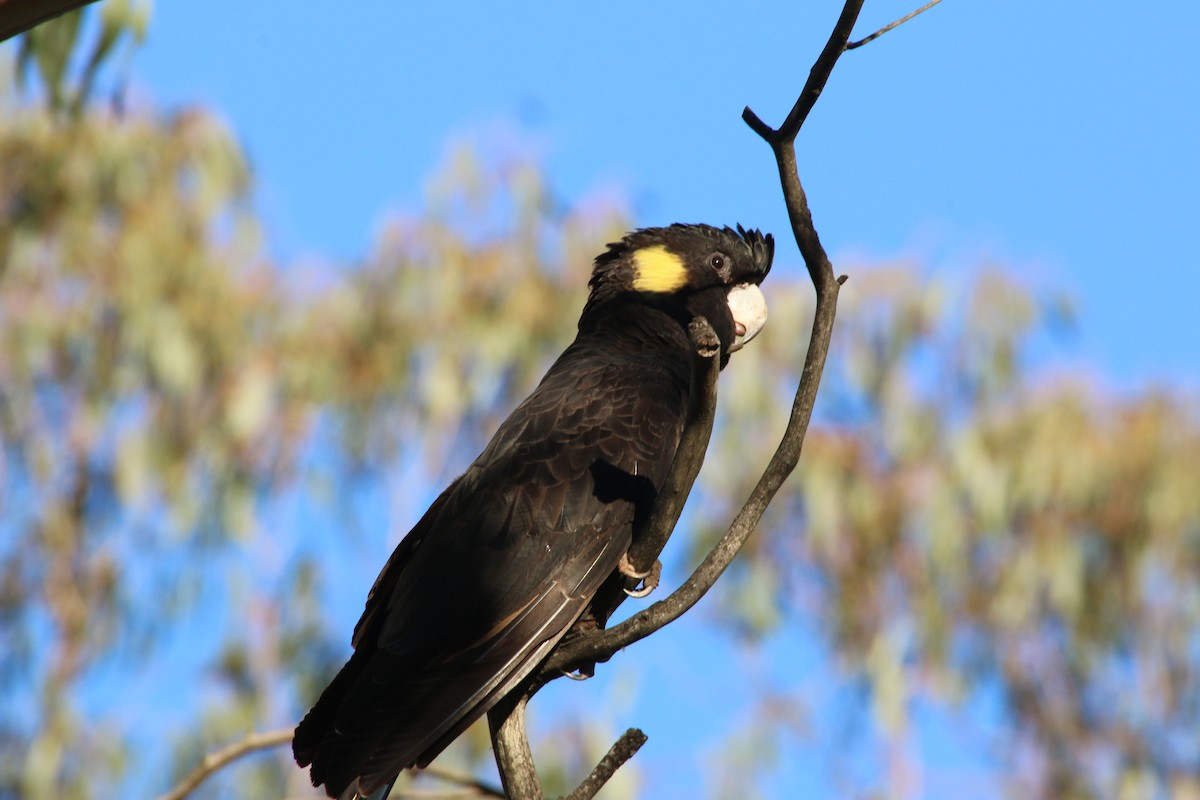 Yellow-tailed Black-Cockatoo - ML204128651
