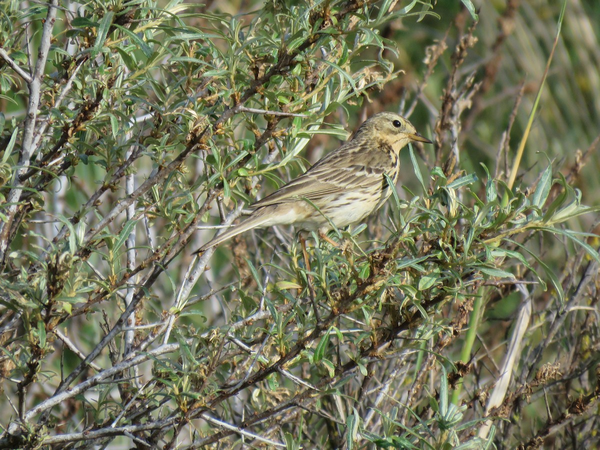 Meadow Pipit - ML204129861