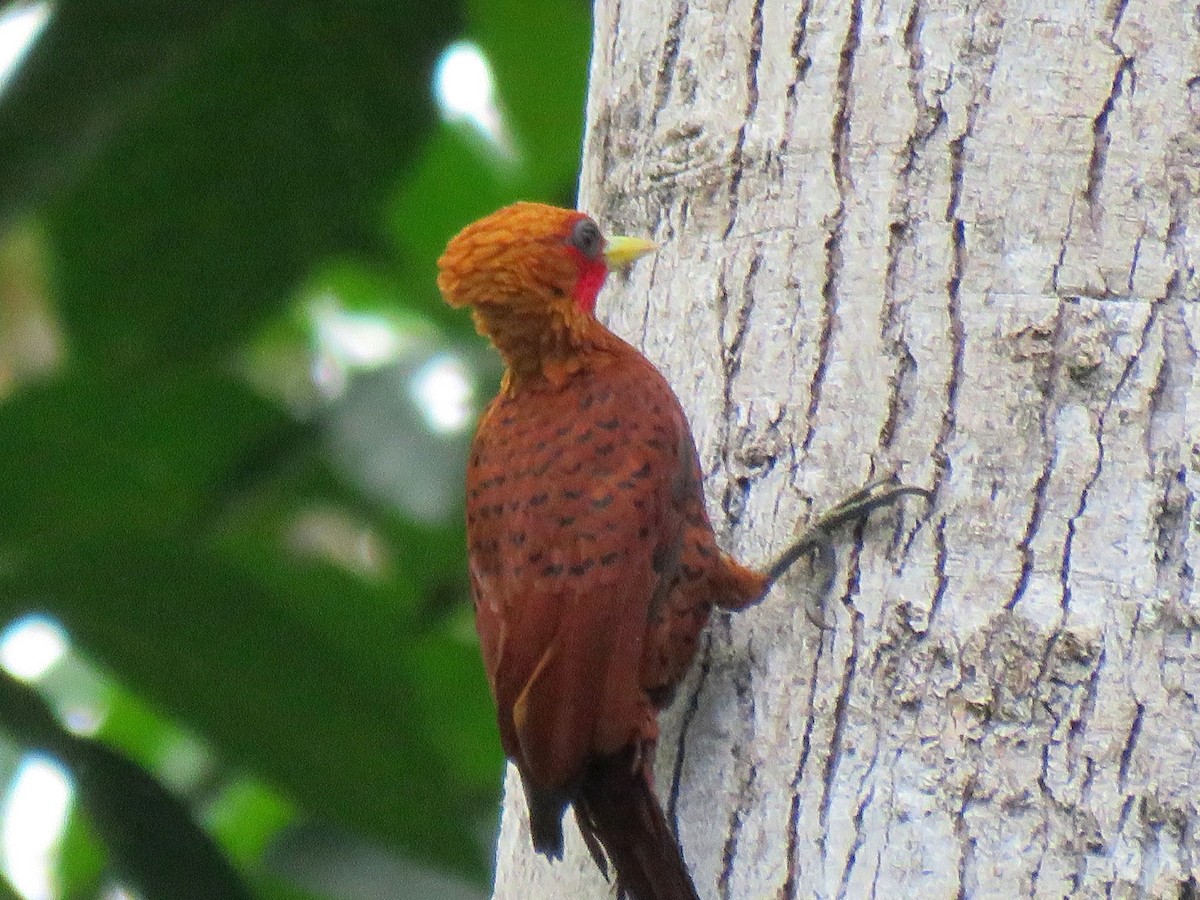 Chestnut-colored Woodpecker - Thore Noernberg