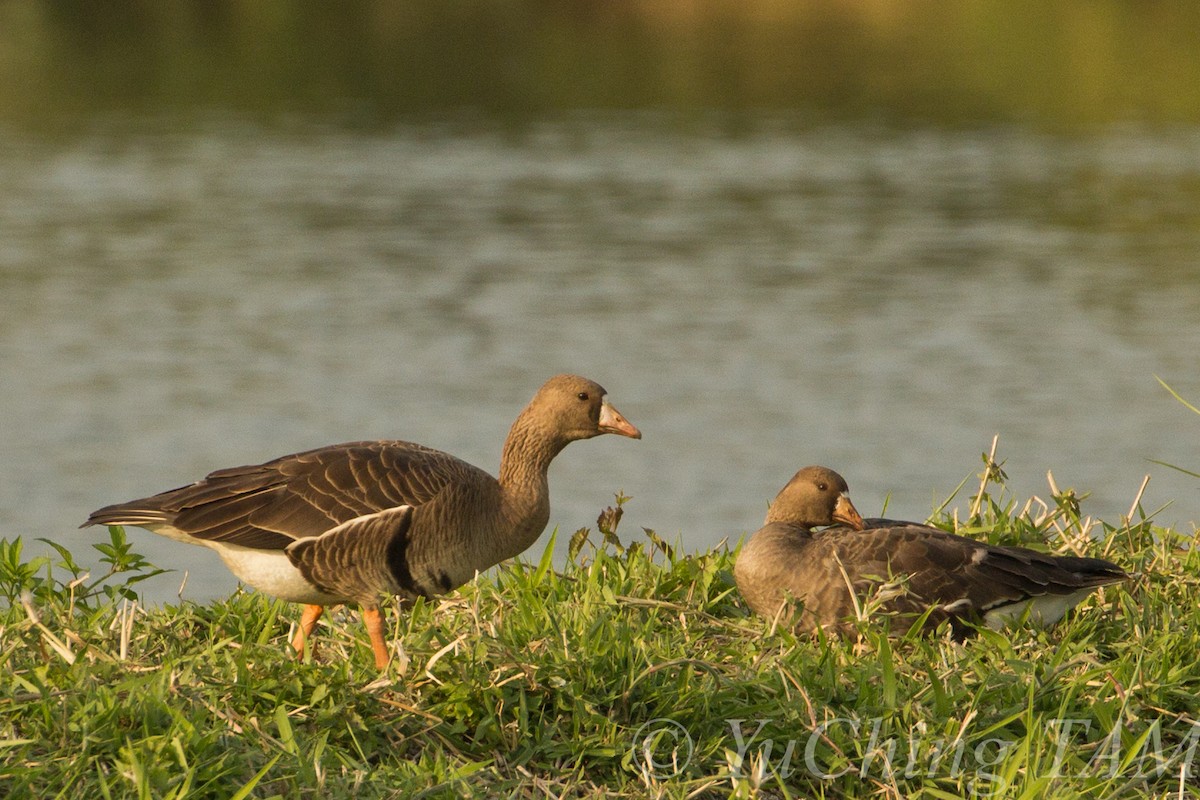 Greater White-fronted Goose - ML204130251