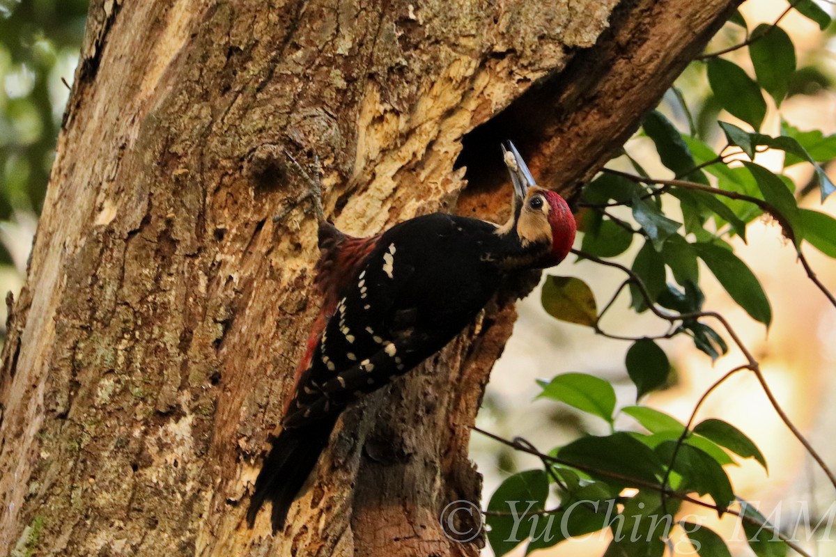 White-backed Woodpecker (Amami) - ML204130281