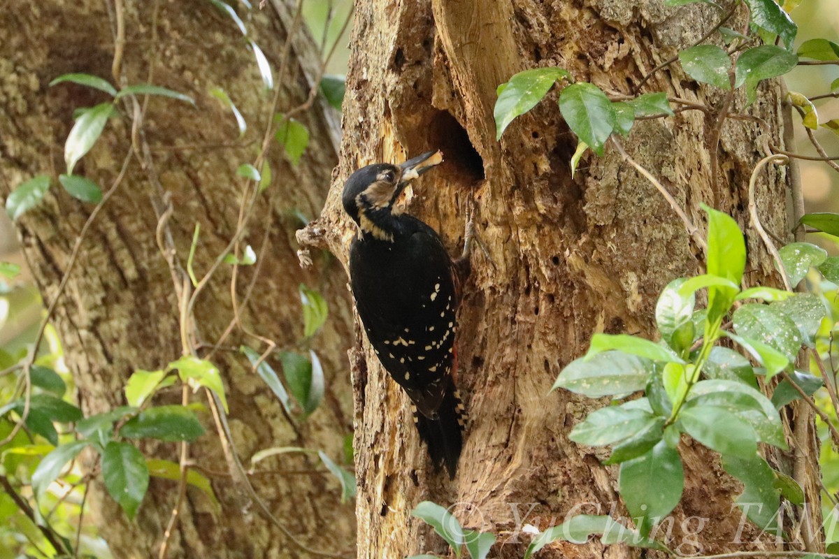 White-backed Woodpecker (Amami) - Yu Ching Tam