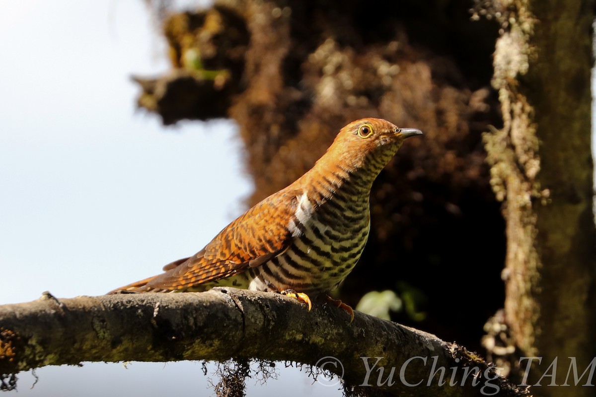 Lesser Cuckoo - Yu Ching Tam