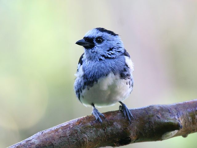 White-bellied Tanager - ML204130411