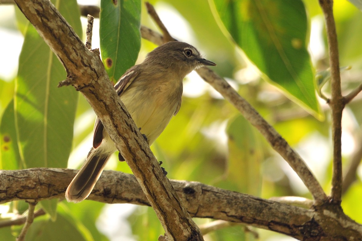 Pale-tipped Tyrannulet - ML204130501