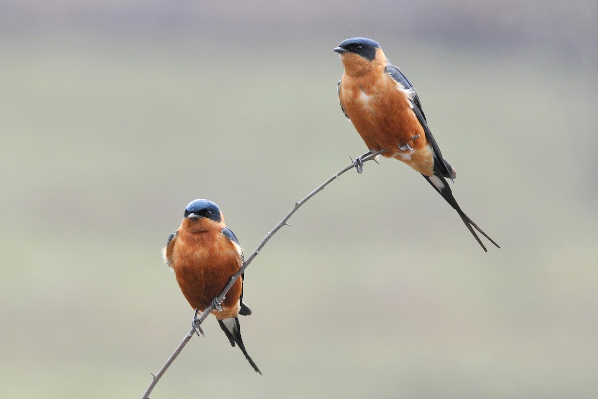 Rufous-chested Swallow - Tom Heijnen