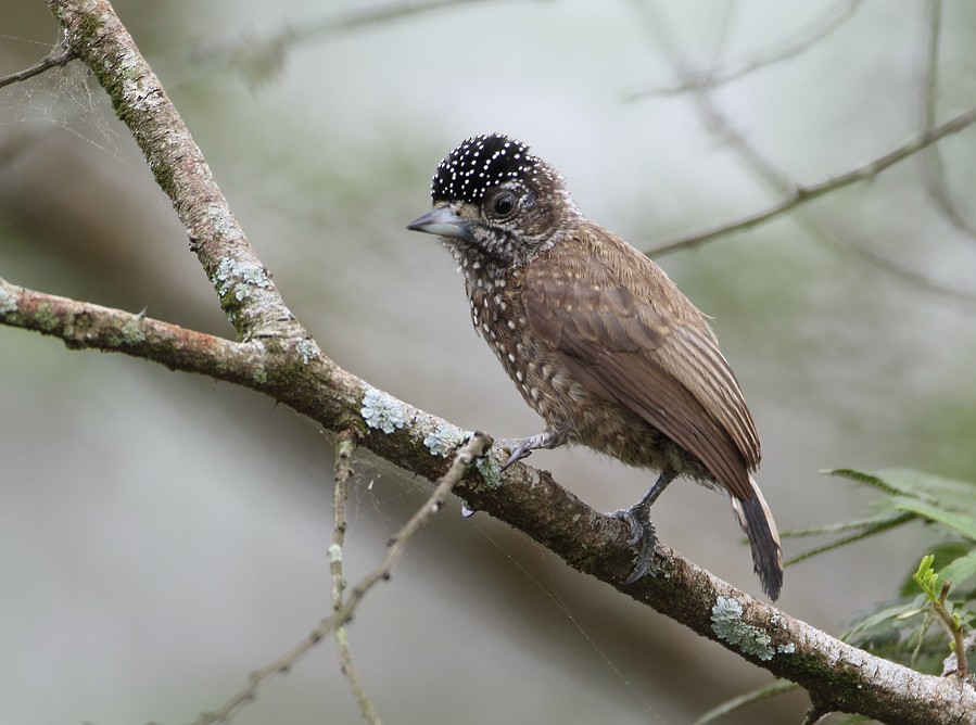 Spotted Piculet - Anselmo  d'Affonseca