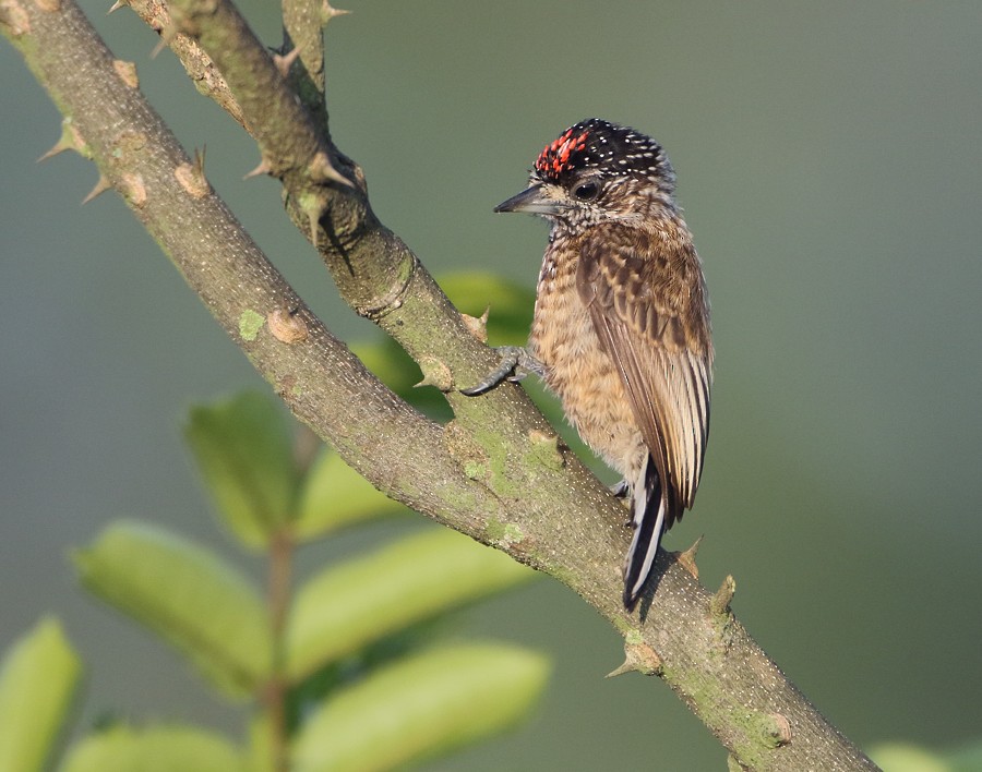 Spotted Piculet - ML204130781