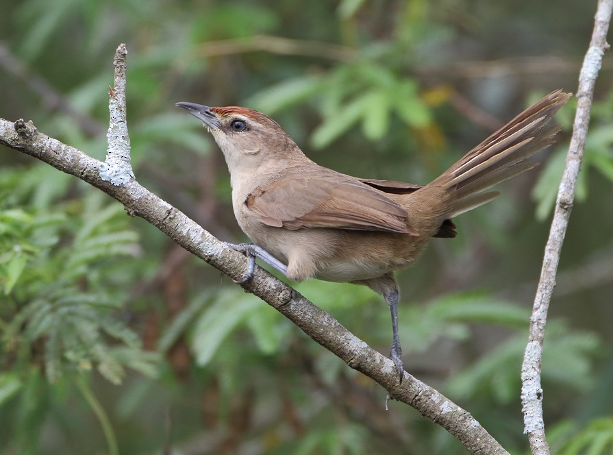 Rufous-fronted Thornbird (Rufous-fronted) - Anselmo  d'Affonseca