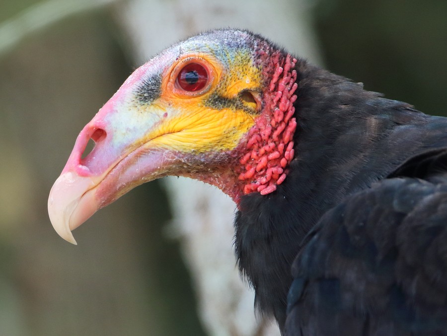 Lesser Yellow-headed Vulture - ML204130881