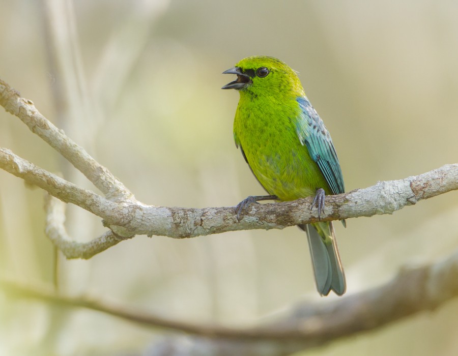 Dotted Tanager - Anselmo  d'Affonseca