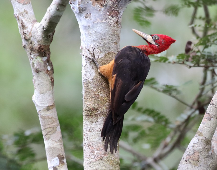 Red-necked Woodpecker - ML204131111