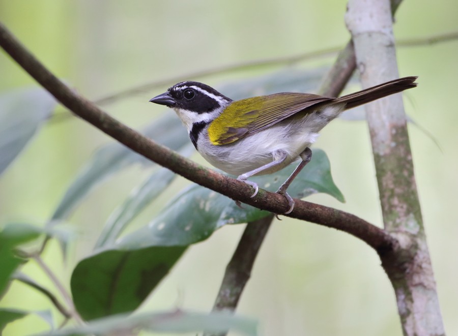 Pectoral Sparrow (Pectoral) - Anselmo  d'Affonseca