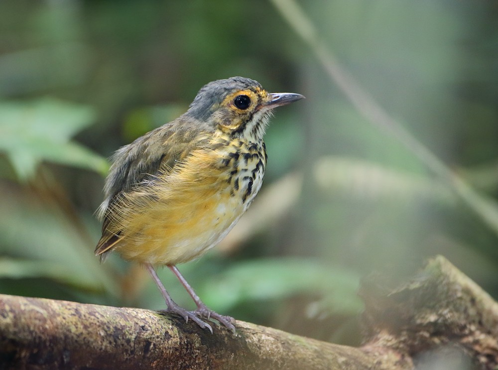 Spotted Antpitta - Anselmo  d'Affonseca
