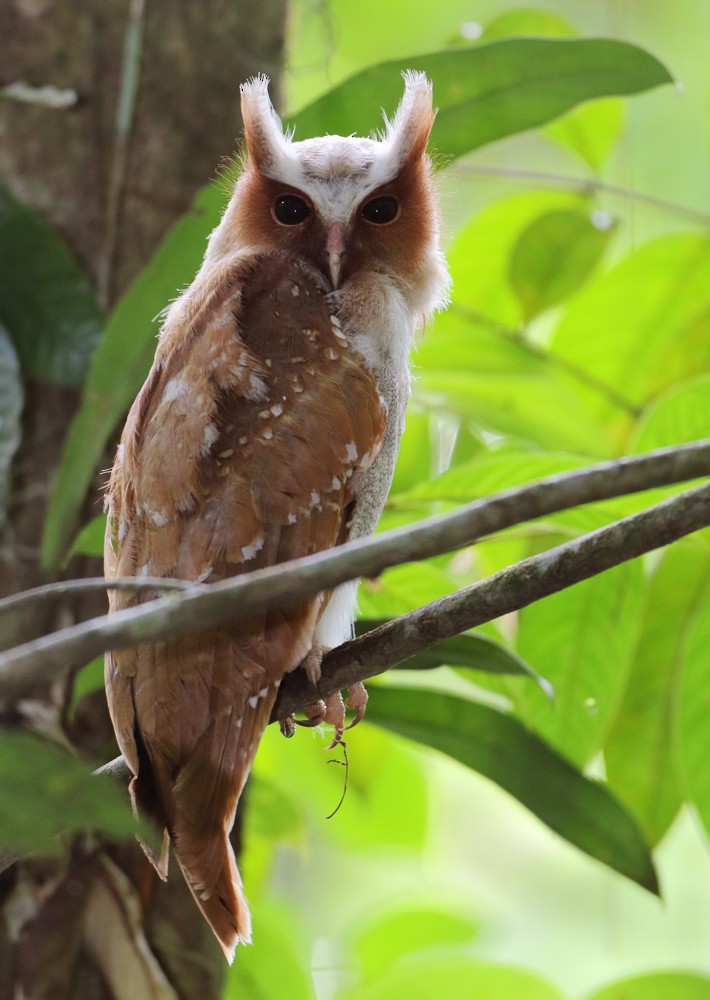 Crested Owl - ML204131201