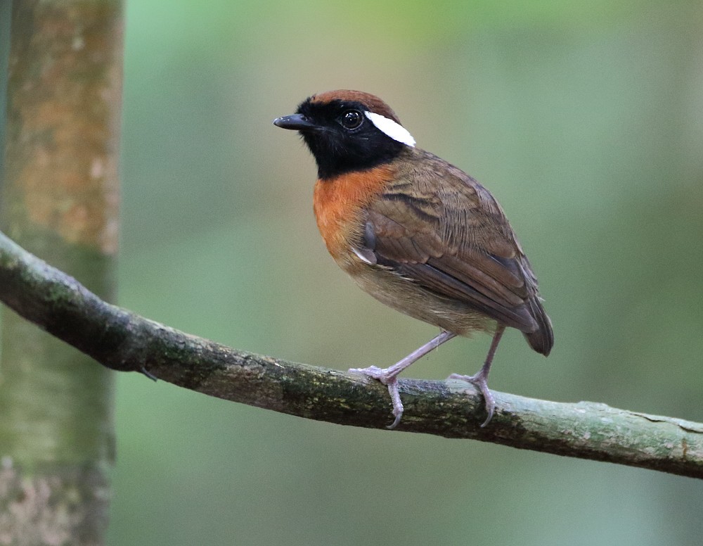 Chestnut-belted Gnateater - Anselmo  d'Affonseca