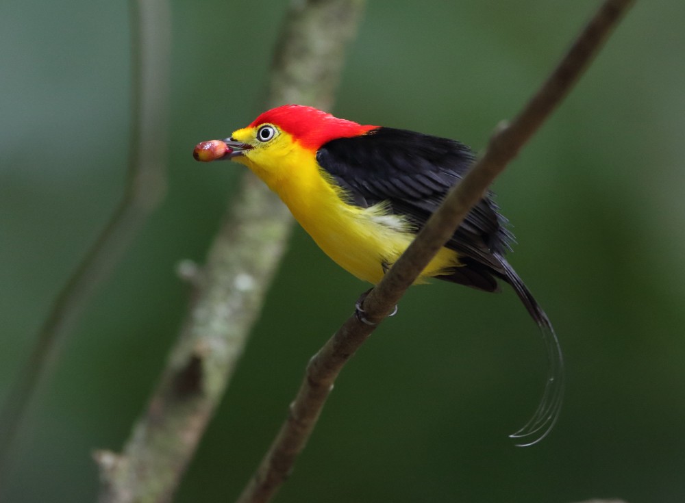 Wire-tailed Manakin - Anselmo  d'Affonseca