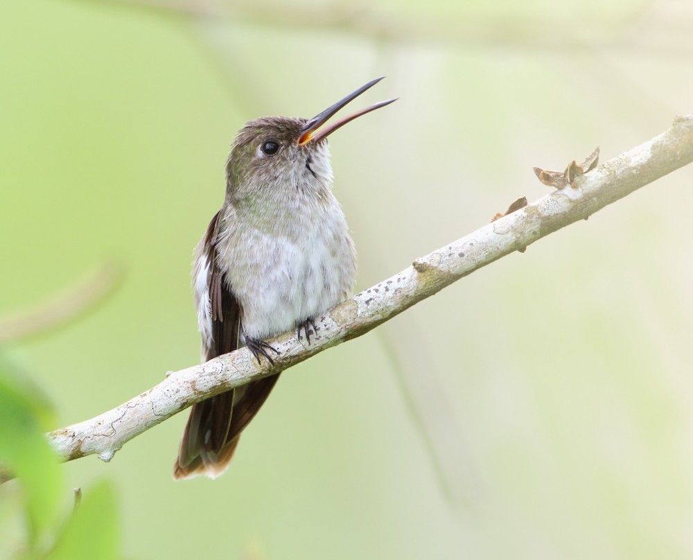 Olive-spotted Hummingbird - Anselmo  d'Affonseca