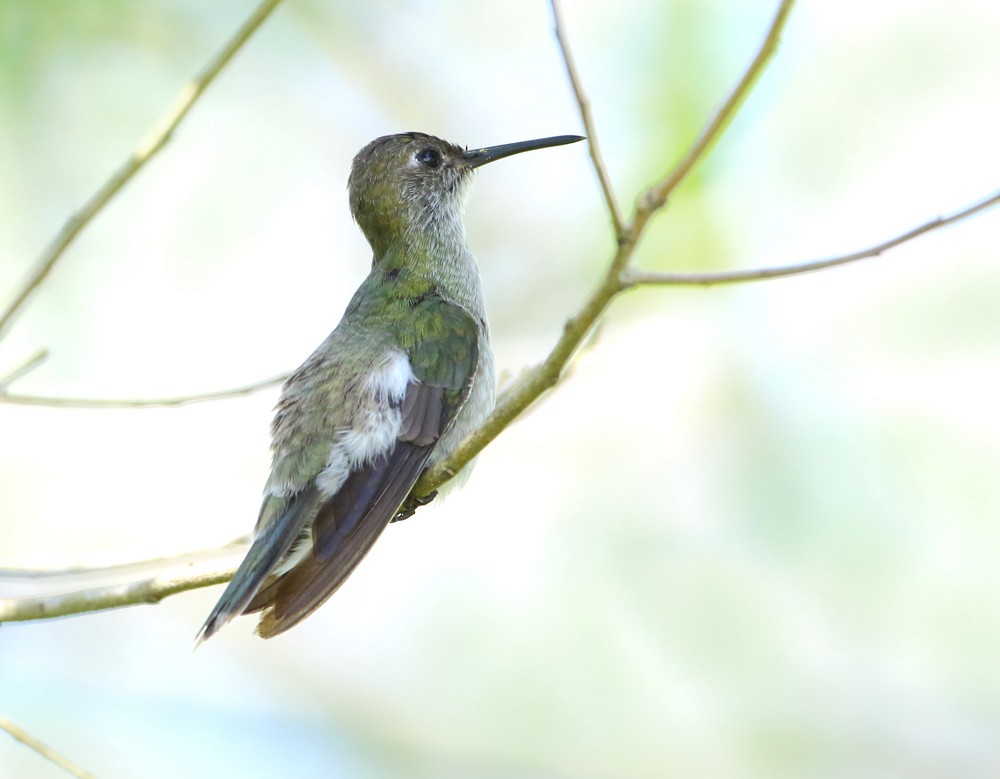 Olive-spotted Hummingbird - Anselmo  d'Affonseca