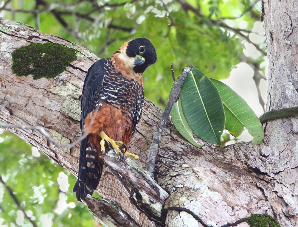 Orange-breasted Falcon - Anselmo  d'Affonseca