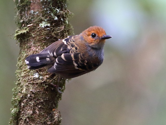 Xingu Scale-backed Antbird - eBird
