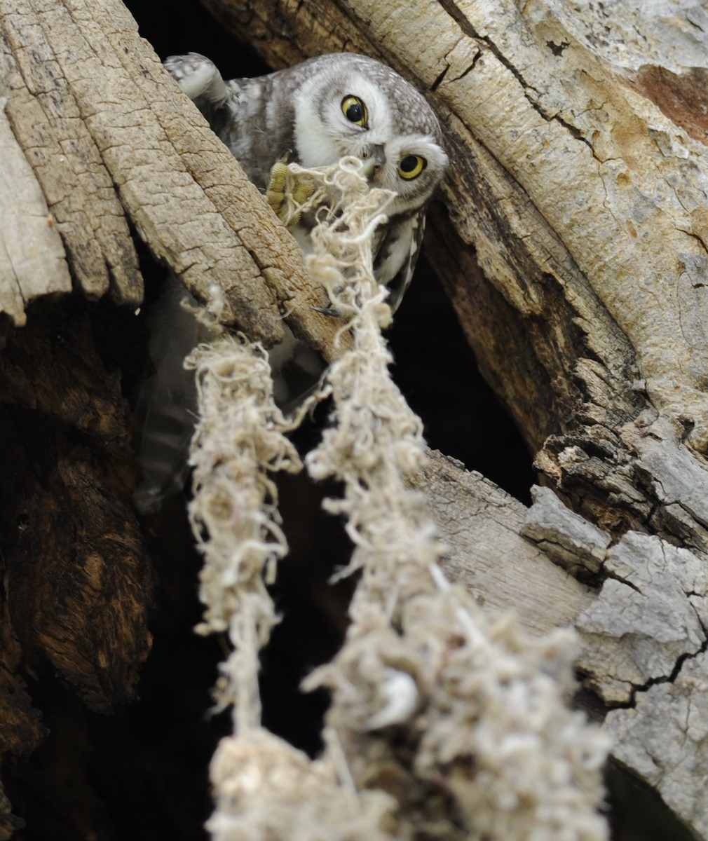 Spotted Owlet - jaysukh parekh Suman