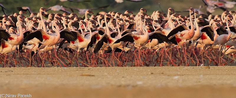 Lesser Flamingo - jaysukh parekh Suman