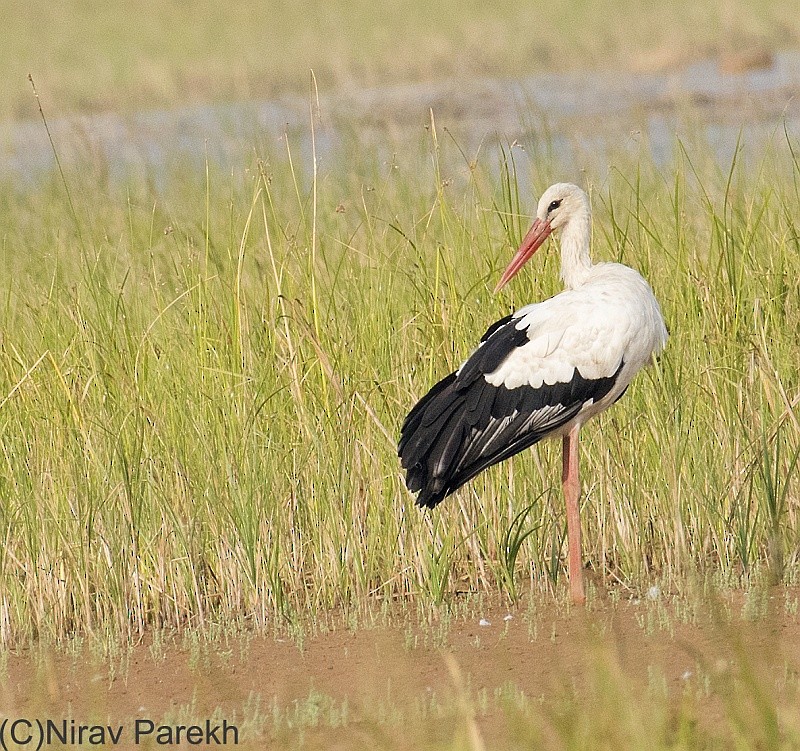 White Stork - jaysukh parekh Suman