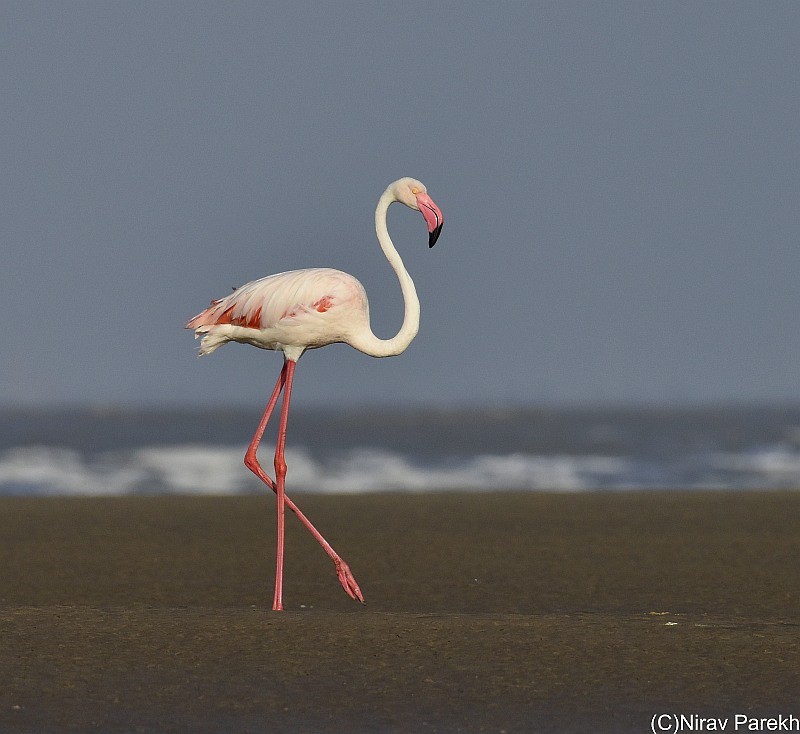 Greater Flamingo - jaysukh parekh Suman