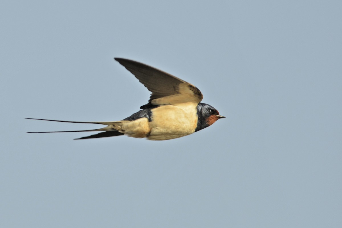 Barn Swallow (White-bellied) - ML204131991